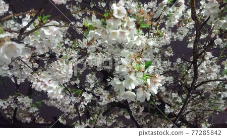 Cherry blossoms at night Cherry blossoms at night 77285842
