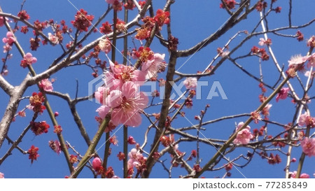 梅花 梅花 77285849