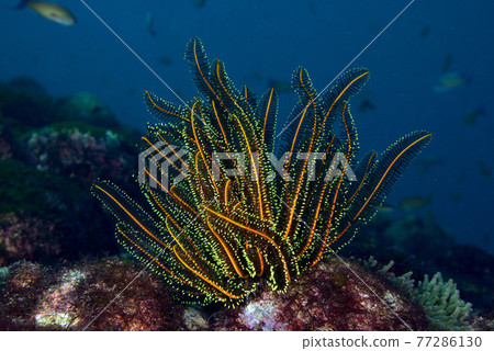 Nippon Umishida 77286130