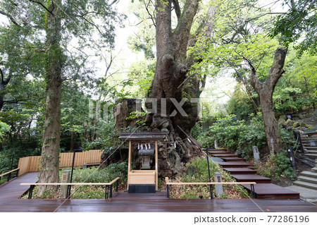 (Shizuoka Prefecture) Kinomiya Shrine, Okusu (Shizuoka Prefecture) Kinomiya Shrine, Okusu 77286196