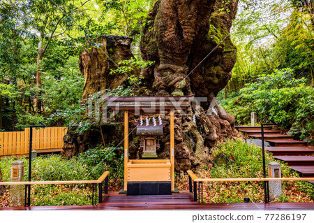 (Shizuoka Prefecture) Kinomiya Shrine, Okusu 77286197