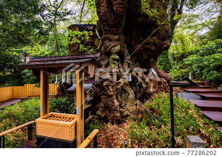 (Shizuoka Prefecture) Kinomiya Shrine, Okusu (Shizuoka Prefecture) Kinomiya Shrine, Okusu 77286202