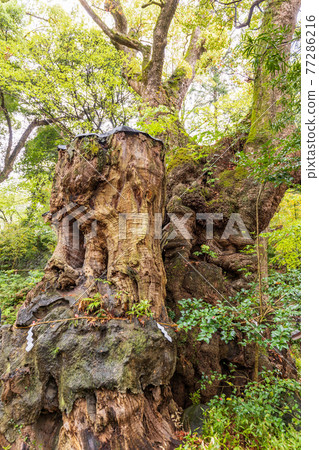 （靜岡縣）奧洲來宮神社 77286216