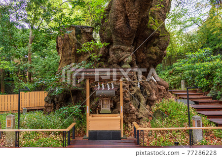 (Shizuoka Prefecture) Kinomiya Shrine, Okusu 77286228