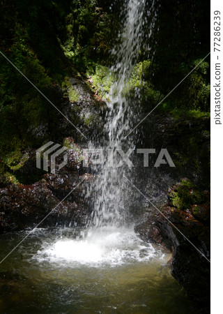 新鮮的綠色金藏寺瀑布，大原野，京都市 77286239