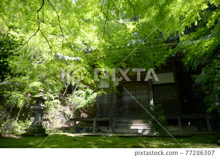 Fresh green Kinzoji Kaisando, Oharano, Kyoto City Fresh green Kinzoji Kaisando, Oharano, Kyoto City 77286307