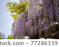 Wisteria of early summer 77286339