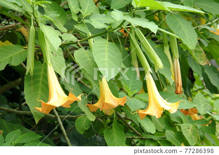 牽牛花 牽牛花 77286398