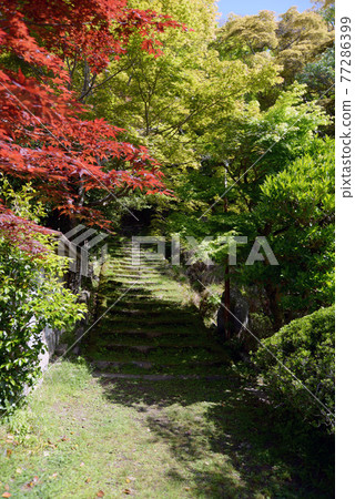 新鮮的綠色金藏寺，京都市大原野縣內的嫩葉 77286399