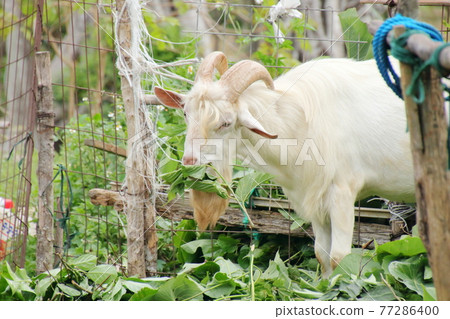 Bearded Elder White Goat 77286400