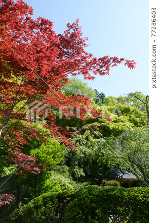 新鮮的綠色金藏寺，京都市大原野縣內的嫩葉 77286403