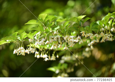 花 77286405