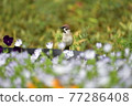 bird  77286408