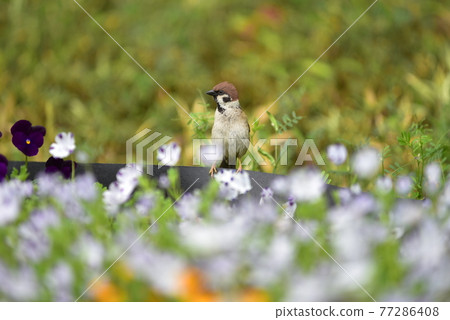 bird  77286408