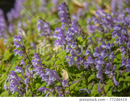 黃芩 黃芩 77286419