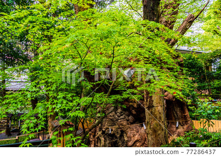 (Shizuoka Prefecture) Kinomiya Shrine, Okusu no Mori 77286437