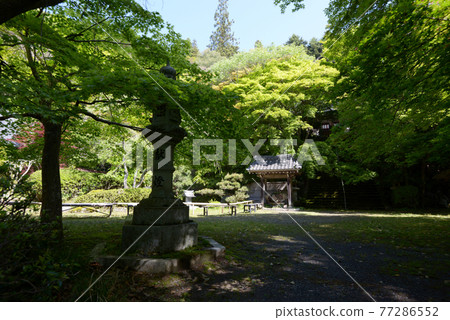 Fresh green Kinzoji precincts Oharano, Kyoto City 77286552