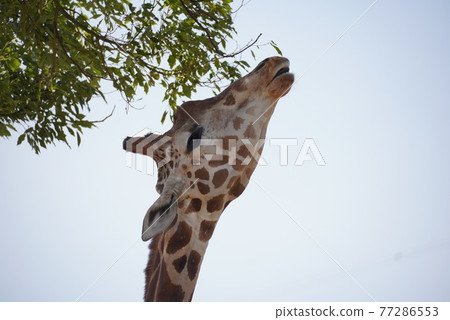 Giraffe's meal 77286553