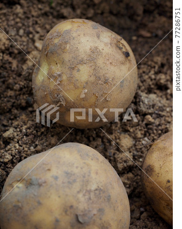 新鮮有機根植物食品馬鈴薯、土壤 77286751