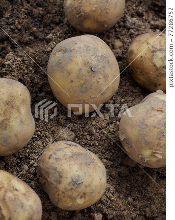 新鮮有機根植物食品馬鈴薯、土壤 77286752