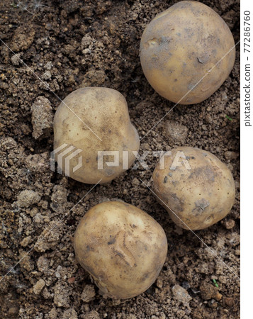 新鮮有機根植物食品馬鈴薯、土壤 77286760