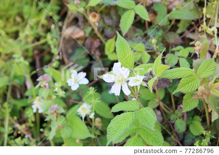 Strawberry flowers Strawberry flowers 77286796