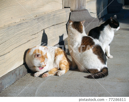 Relaxing cat 77286811