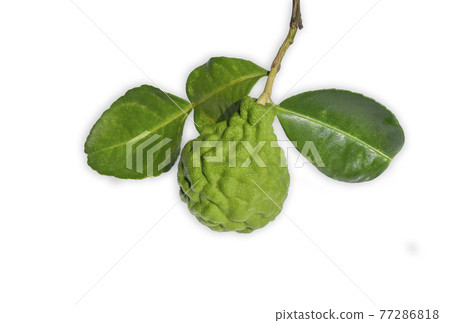 Bergamot fruit with and leaf isolated on white background. Bergamot fruit with and leaf isolated on white background. 77286818