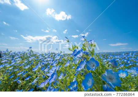 [Image] Nemophila blue sky 77286864
