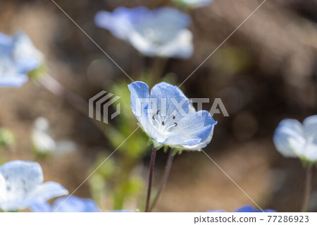 Nemophila Fuji Craft Park 77286923
