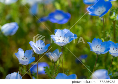 Nemophila Fuji Craft Park Nemophila Fuji Craft Park 77286928
