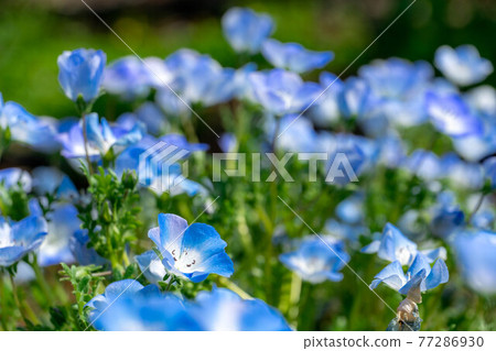 Nemophila Fuji Craft Park Nemophila Fuji Craft Park 77286930