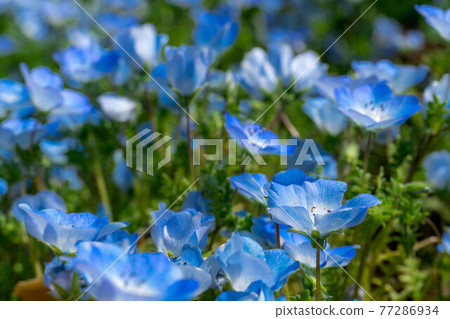 Nemophila Fuji Craft Park Nemophila Fuji Craft Park 77286934