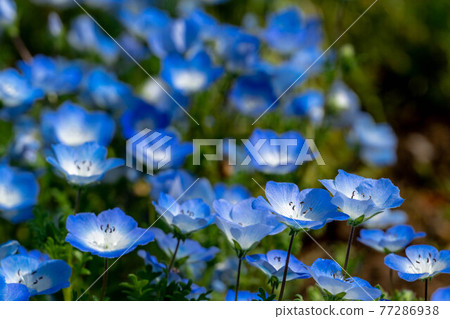 Nemophila Fuji Craft Park 77286938