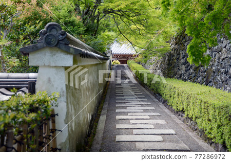 新鮮的綠色阿彌陀寺，通往京都西京區阿彌陀堂的道路 77286972