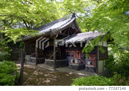 Fresh green Yoshiminedera Chinjusha, Nishikyo-ku, Kyoto 77287140