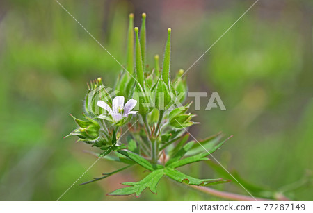 America Furo (sub-amateur wind dew) 77287149