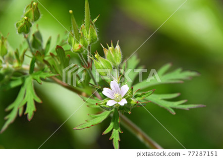 America Furo (sub-amateur wind dew) 77287151