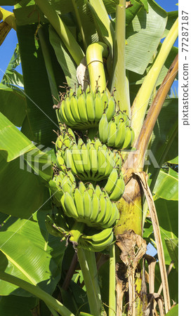 柬埔寨金邊 野生香蕉樹和水果 77287187