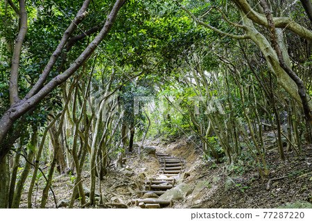 可以享受森林浴的森林隧道，福岡縣糸島市Keyanooto公園 77287220
