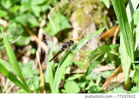 Lyriothemis pachyderma(腹寬蜻蜓)/體色正在變化的雄性 Lyriothemis pachyderma(腹寬蜻蜓)/體色正在變化的雄性 77287622
