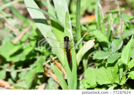 Lyriothemis pachyderma（腹寬蜻蜓）/體色正在變化的雄性 77287624
