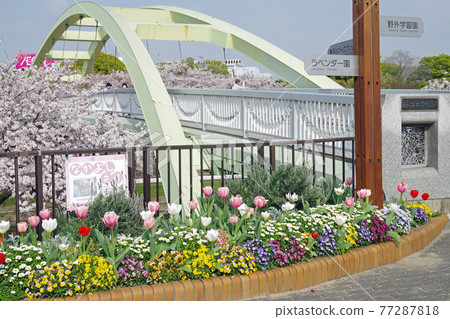 View of flower beds in Nagoya Arakogawa Park View of flower beds in Nagoya Arakogawa Park 77287818