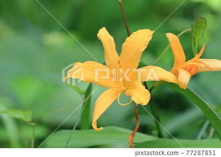 Musashino Kisuge Musashino Kousuga Zenteika 77287851