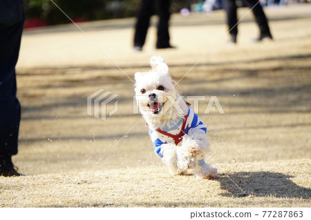 狗帶著微笑奔跑 77287863