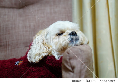 下巴靠在扶手上睡覺的狗 77287866