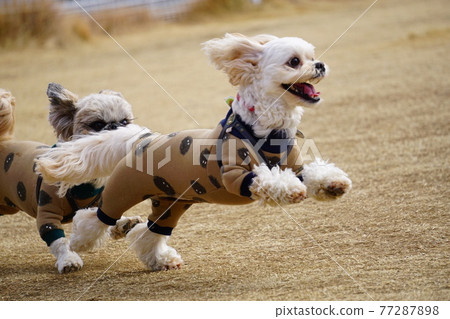 Dogs running side by side 77287898