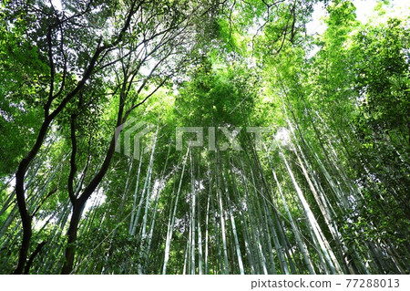 在京都嵐山的竹林路上 在京都嵐山的竹林路上 77288013