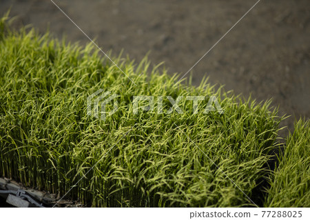 水稻種植的準備 水稻種植的準備 77288025