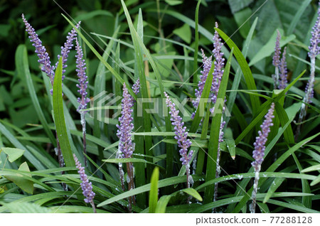 Ophiopogon japonicus with pretty green leaves and purple flowers 77288128